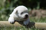 WESTIE 270